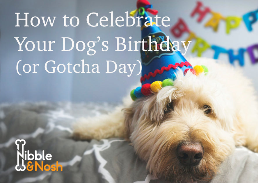 How to Celebrate Your Dog s Birthday or Gotcha Day Nibble Nosh