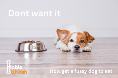 Tips to get an overly fussy dog to eat
