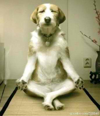 5 BENEFITS OF DOGA FOR YOU AND YOUR DOG