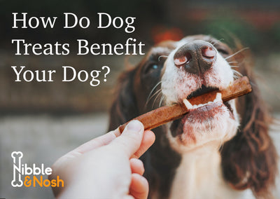 How Do Dog Treats Benefit Your Dog?