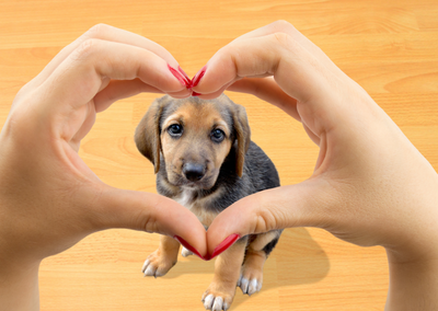 How Pets Are Great For Our Mental Health