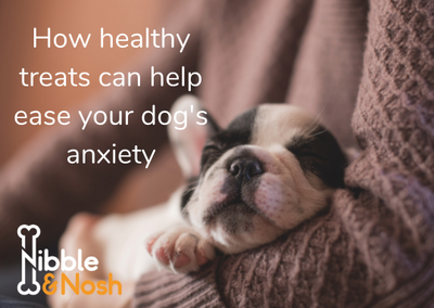 How healthy dog treats can help ease dog anxiety