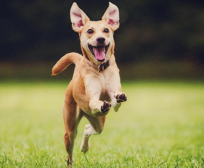 8 Interesting Facts about Dogs