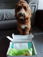 Opened gourmet lite plus dog treat box with a dog sitting behind it.